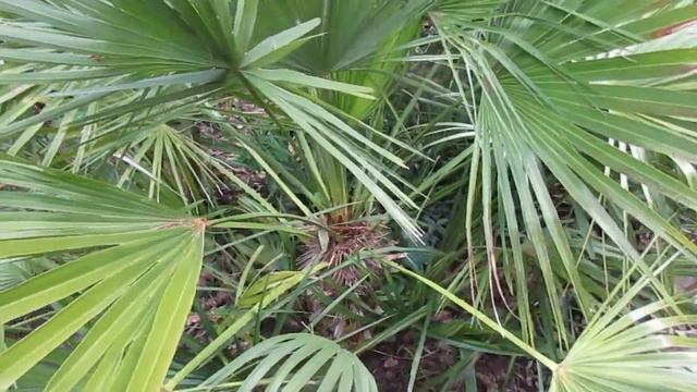 Mediterranean Fan Palm Growth Rate in a Northern Climate смотреть онлайн
