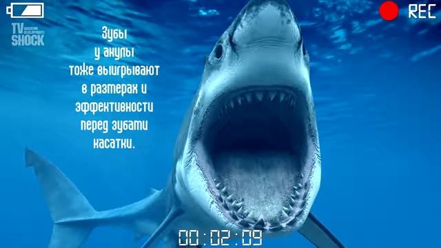 Сравнение: Касатка и Белая Акула. Gwadawa! смотреть онлайн