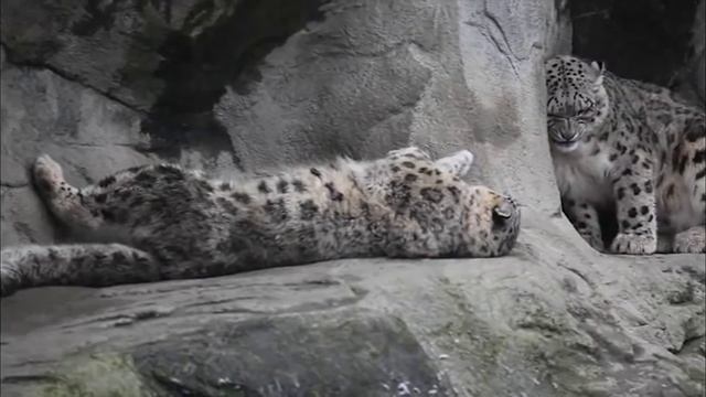 Mating snow leopards - Zoo Zürich смотреть онлайн