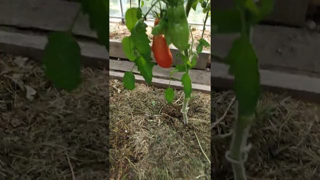 Теплица 2 продолжение новые сорта смотреть онлайн