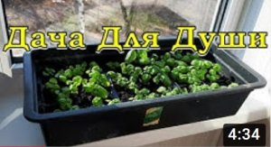 БАЗИЛИК: сорта, посев, уход и...хитрая посадка☝☝☝