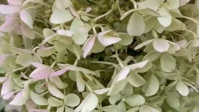 Гортензия метельчатая Тиклед Пинк, Граффити, Конфетти, Мохито смотреть онлайн