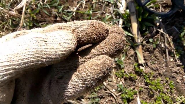 КОП  Полоцкий район урочище Молино  д  Островщина