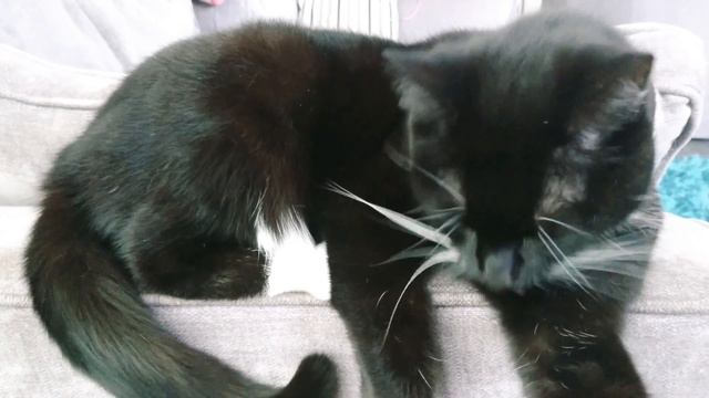 Cat grooming ASMR 😻 смотреть онлайн