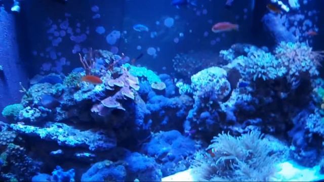 Episode 53 - How to clean fish tank glass (outside) смотреть онлайн