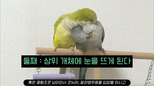 인기 반려동물중 유독 수도사 앵무가 요즘 뜨는 이유는 ? Quaker parrot, Myiopsitta monachus смотреть онлайн