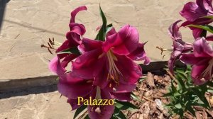 Лилии от и ла-гибриды. Названия сортов.