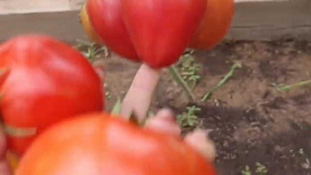 Арбузы растут лучше в теплице или на улице? Помидоры и перцы урожай 2023/