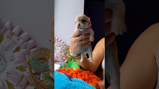 АнаитКарина щенок чихуахуа МЕРЛЕ Симферополь питомник собак Кастропуло Крым купить продам8978745806 смотреть онлайн