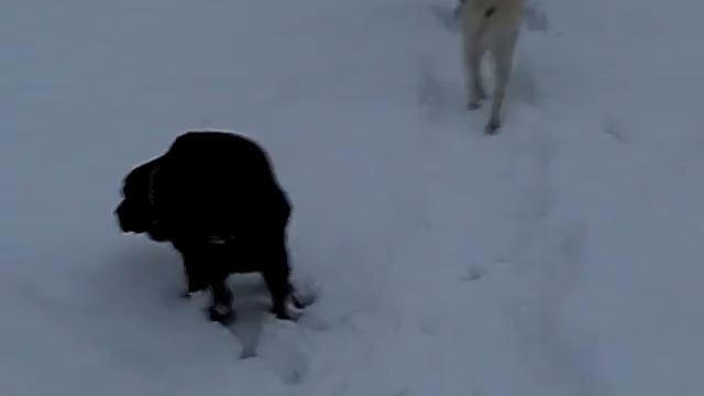 Black & White Labrador смотреть онлайн