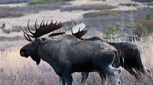 Вот Почему Лось Опаснее Чем вы Думаете!