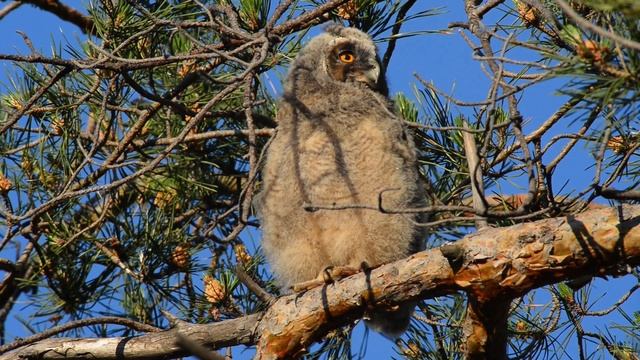 Птенец ушастой совы на ветке смотреть онлайн