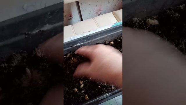 Из семечки выросла рассада, пересадка пеларгонии в постоянный горшок дома. смотреть онлайн