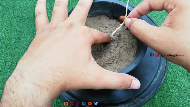 How to Grow JAVA PLUM From Seeds - Black Plum / JAMUN Tree Growing From Seeds - Sprouting Seeds смотреть онлайн