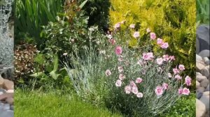 Мой дачный участок