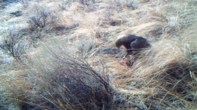 Golden Eagle Takes Meat on Trail Cam смотреть онлайн