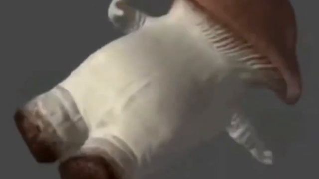 Лесные грибы: путь к природной гармонии