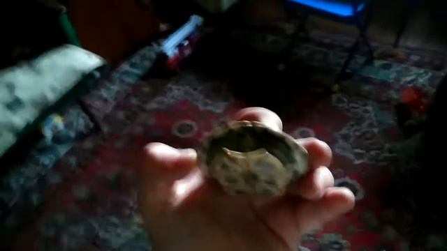 !!!! Мои питомцы !!!! смотреть онлайн