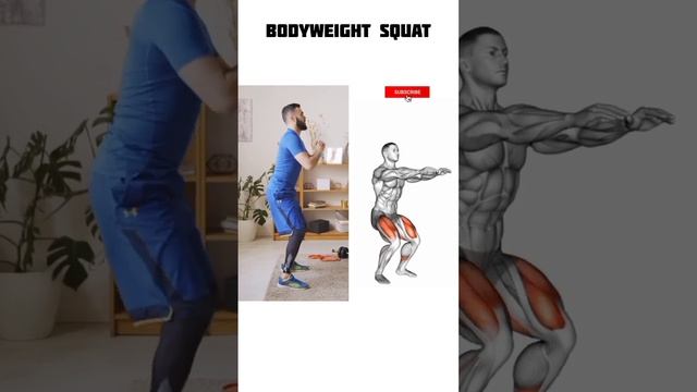 Bodyweight Squats: How To Do And Muscles Worked #legdayworkout #gymbros #lowerbodyexercises смотреть онлайн