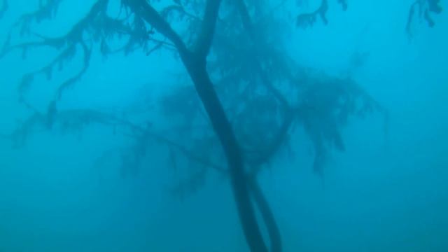 1 - деревья под водой Иссык-куль 2017 смотреть онлайн