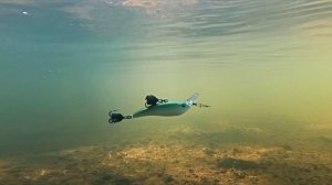 Zomber RELIGA на разнесенной оснастке