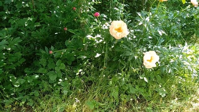 Пионы - цветы моей жизни.