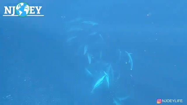 Lovina bali, the only best dolphin tour смотреть онлайн