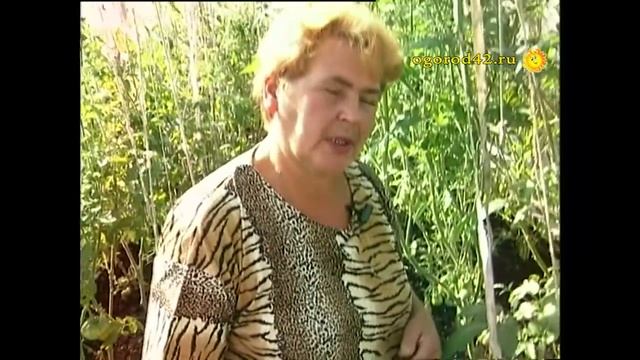 Секреты огородницы Татьяны Рабкановой смотреть онлайн