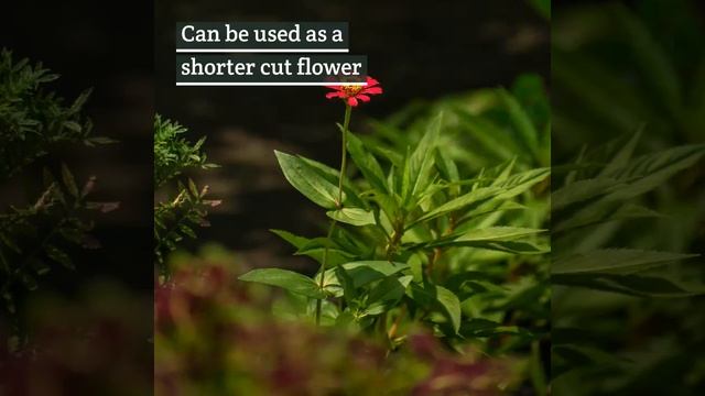 Zinnia Profusion Red смотреть онлайн