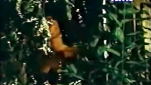 Isabel - Luis Alberto Del Paraná Y Los Paraguayos смотреть онлайн