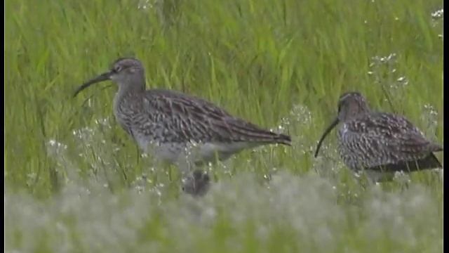 Courlis Corlieu -Whimbrel - Regenbrachvogel - ( Numenius Phaeopus )