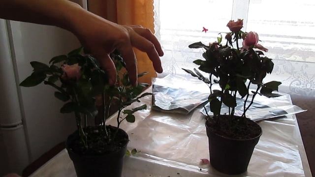 Цветы с уценки! Не проходите мимо спрятанной красоты!