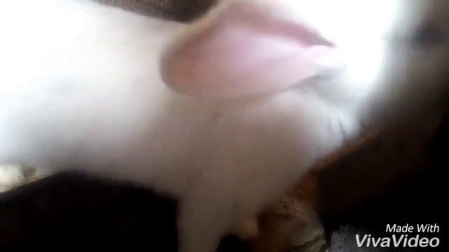 Порода "Белый Великан (альбинос(кратко о породе)) смотреть онлайн