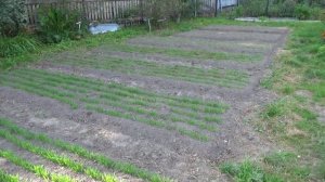 Сено для огорода - это ВСЁ!!!