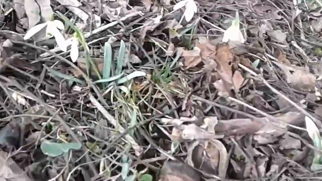 Первые цветы - подснежники.. The first flowers are snowdrops. смотреть онлайн