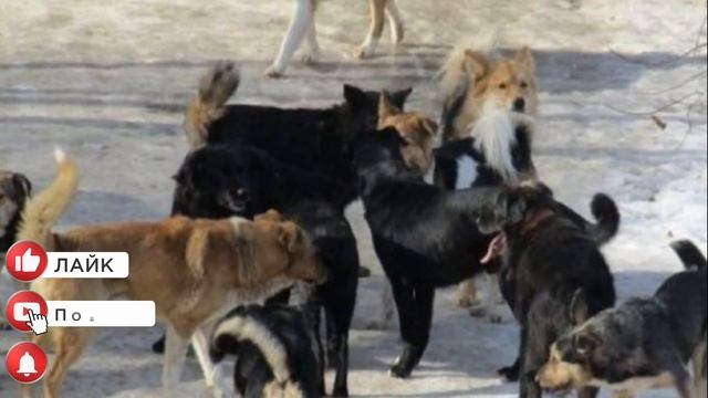 Доцента растерзали собаки смотреть онлайн