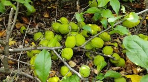 Как растет и плодоносит айва японская (хеномелес) на среднем Урале.