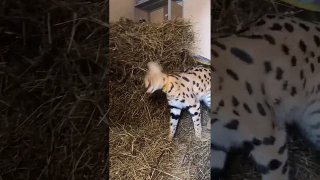 Африканские сервалы на русском сене? - PUMA LONDON@instagram смотреть онлайн
