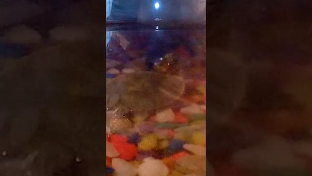 Красноухая черепаха плавает в аквариуме. смотреть онлайн