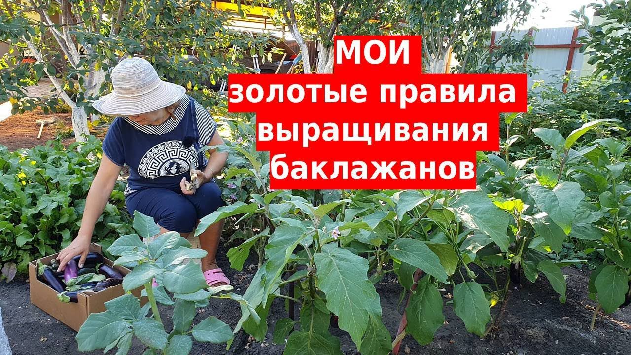 Мои золотые правила выращивания баклажанов смотреть онлайн