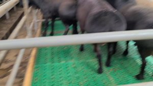 КУЙ БОКИШ ПЛАСТМАСА ПОЛДА 2022 ЯНГИЧА УСЛУБ