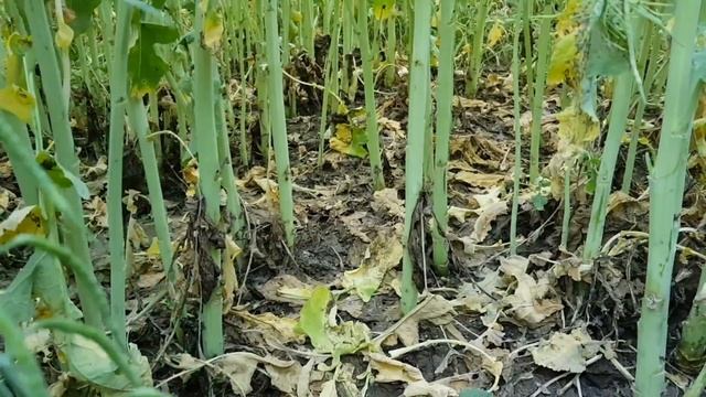 Какая тут урожайность? Озимый рапс 2018. Крым смотреть онлайн