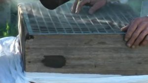 Когда роятся пчелы