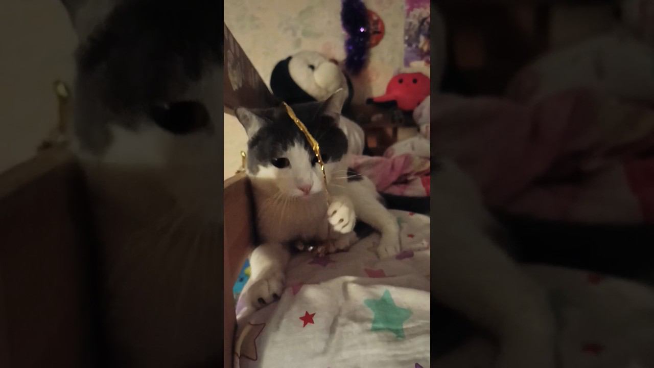 Больше никаких украшений #кот #мурзик #лайк #питомец #украшения #котики #приколы #добро #новыйгод смотреть онлайн