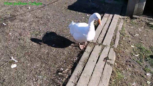 Гусыня Матильда гоняла всех гусей и молодой гусак не выдержал...))) смотреть онлайн