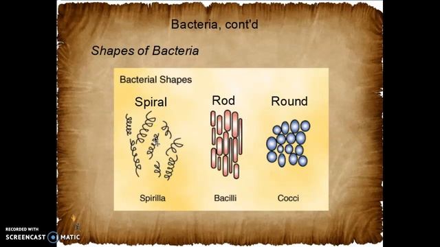 Marine Bacteria смотреть онлайн