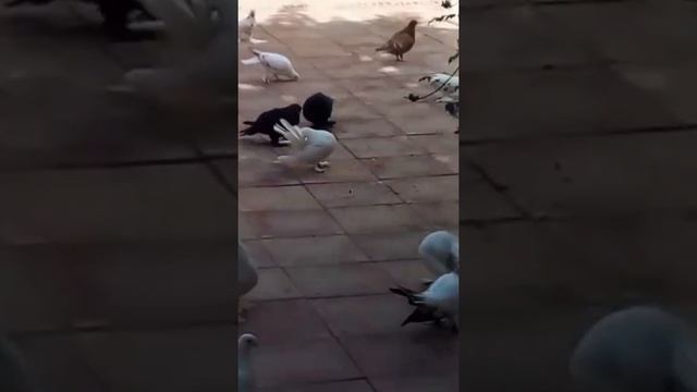 Голуби Шавката гБухара,Обзор Голубей Бухарских,Buxoro Sh., Buxoro Kabutarlar haqida umumiy ma'lumot смотреть онлайн