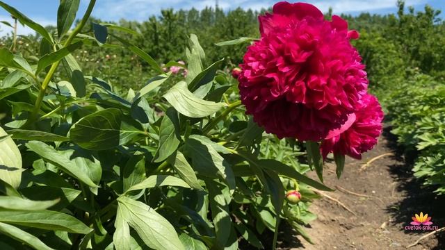 Пионы отечественной селекции / Сад Ворошиловой смотреть онлайн