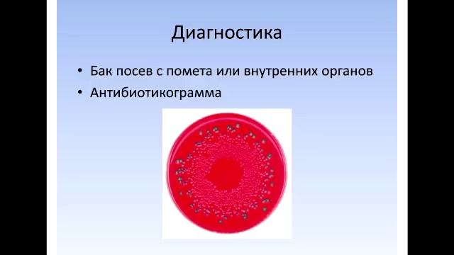 Орнифарм Сальмонеллёз голубей. Практика