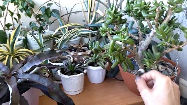 Садик цветов. Цветочные будни. смотреть онлайн